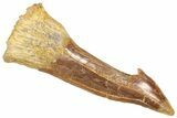 Fossil Sawfish (Onchopristis) Rostral Barb - Morocco #366708-1